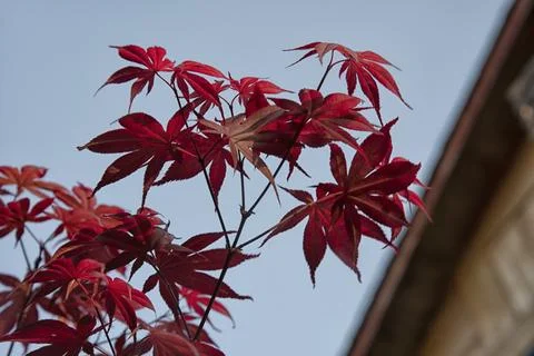 Maple leaf 写真素材