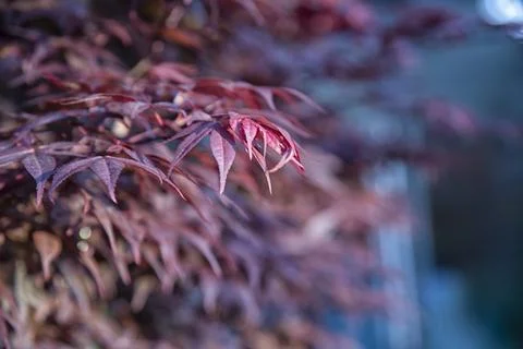 Maple leaf Stock Photos