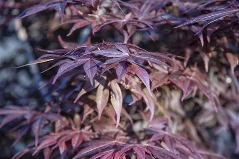 Maple leaf Foto stock