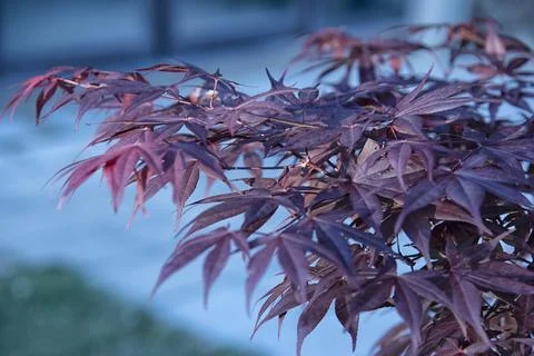 Maple leaf Stock Photos