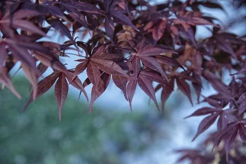 Maple leaf Stock Photos