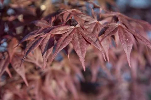 Maple leaf 스톡 사진