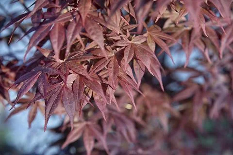 Maple leaf 스톡 사진