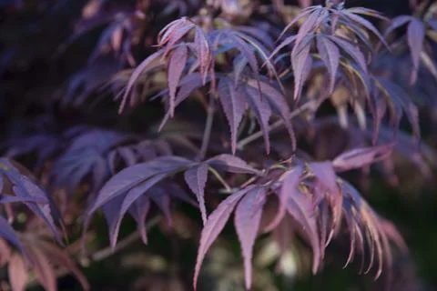 Maple leaf Stock Photos