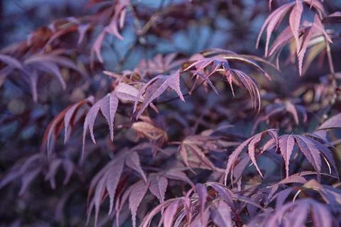 Maple leaf Stock Photos