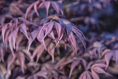 Maple leaf 스톡 사진
