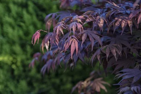Maple leaf 写真素材