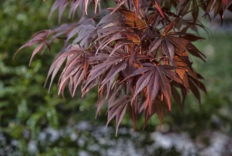 Maple leaf Stock Photos