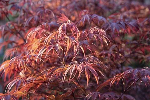 Maple leaf Foto stock