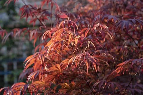Maple leaf 스톡 사진