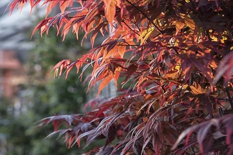 Maple leaf Stock Photos