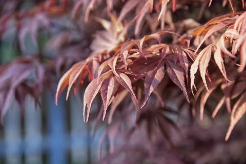 Maple leaf Stock Photos