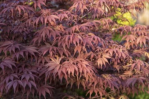 Maple leaf 스톡 사진