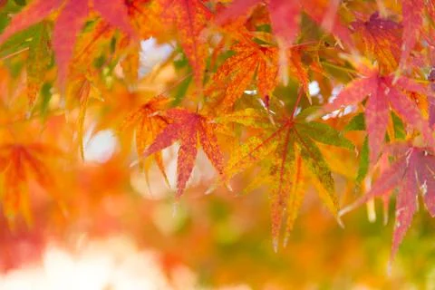 Maple leaf Stock Photos