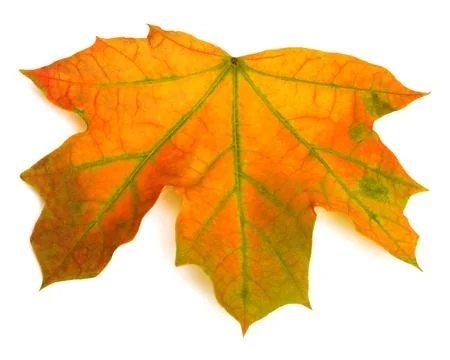 Maple leaf Stock Photos