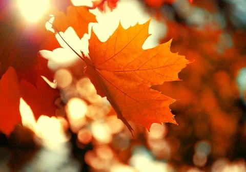 Maple leaf Stock Photos