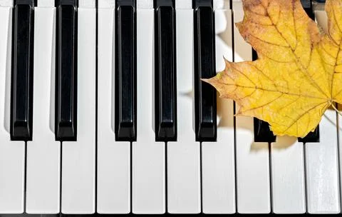 Maple leaf on piano keys Stock Photos
