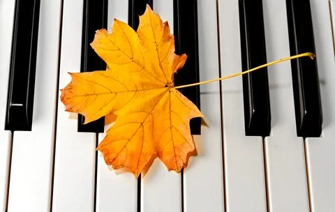 Maple leaf on piano keys Stock Photos