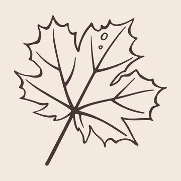 Maple Leaf with Pointed Lobes, Veins and Long Stem. Hand Drawn Doodle Style F Illustrazione stock