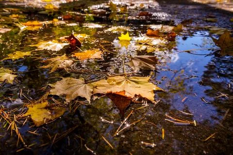 Maple leaf on pond of water Stock Photos