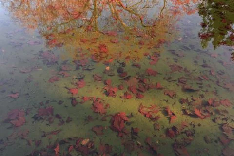 Maple leaf in pool Stock Photos