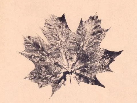 Maple leaf print, graphic design on brown textured background イラスト素材