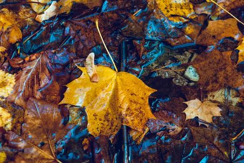 Maple leaf in puddle Stock Photos