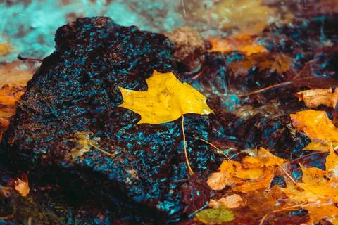 Maple leaf in puddle Foto stock