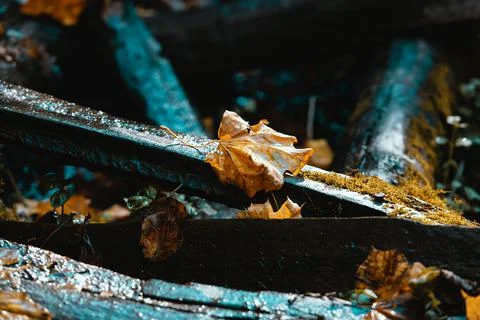 Maple leaf in puddle Stock Photos