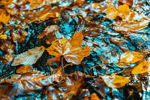 Maple leaf in puddle Foto stock