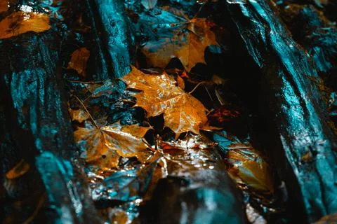 Maple leaf in puddle Foto stock