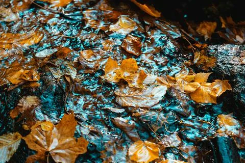 Maple leaf in puddle Stock Photos