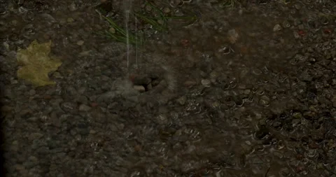 Maple Leaf Puddle With Stones In Rain Stock Footage 247854588