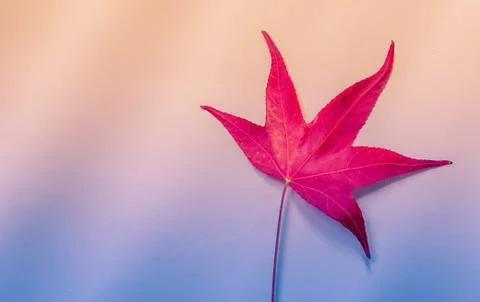 Maple leaf on a purple background. Stock Photos