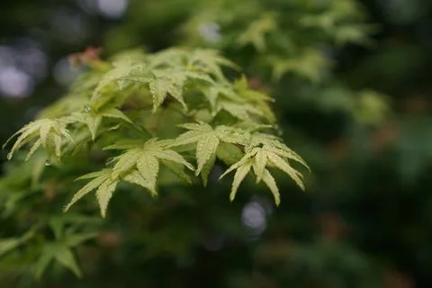 Maple Leaf With Rain Droplets On Overcast Day Stock Photos