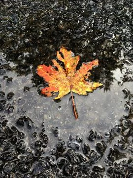 Maple leaf in the rain Foto stock