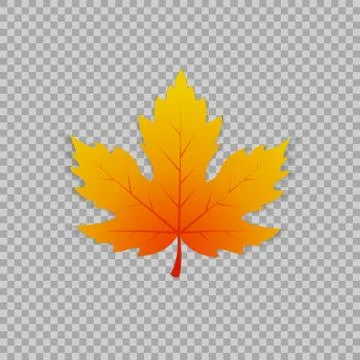 Maple leaf in a realistic style on transparent background, isolated object イラスト素材