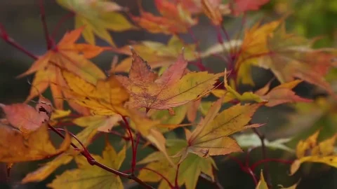 Maple leaf red autumn sun light tree Stock Footage 69125069