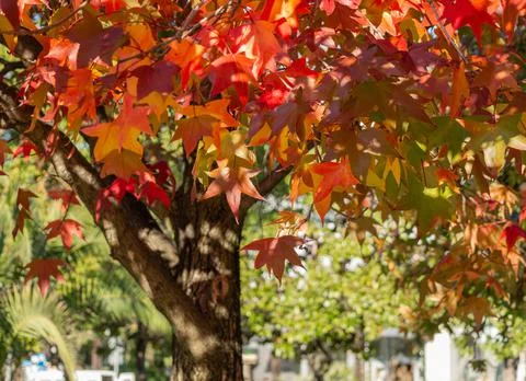 Maple leaf red autumn sunset tree blurred background Stock Photos
