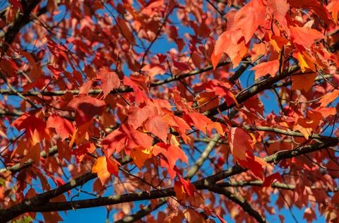 Maple leaf red autumn tree background Stock Photos