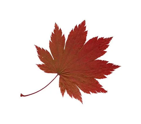 Maple leaf red green herbarium Stock Illustration