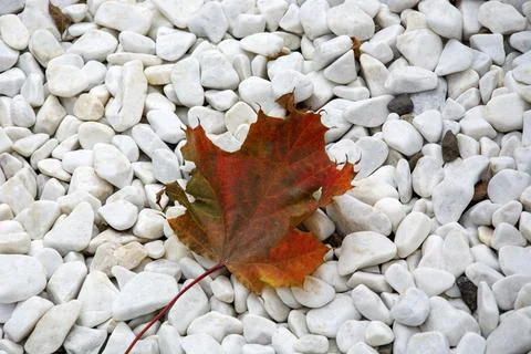 Maple Leaf. A red leaf lies on white gravel. 스톡 사진