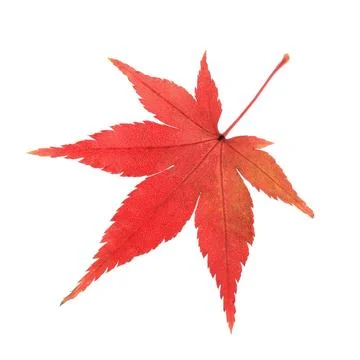 A maple leaf a red maple leaf isolated on white Copyright: xZoonar.com/chu... Stock Photos