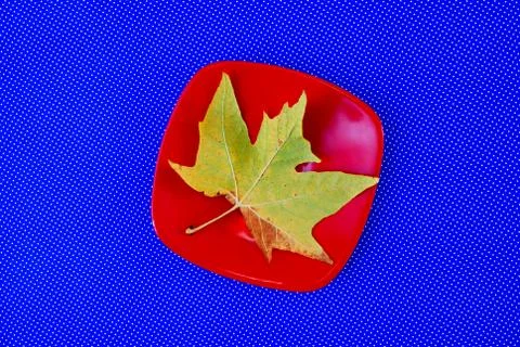 Maple leaf on red plate on blue background Foto stock