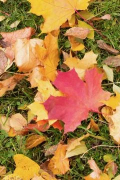 Maple leaf red yellow on green grass colorful background flora city park autu Foto stock