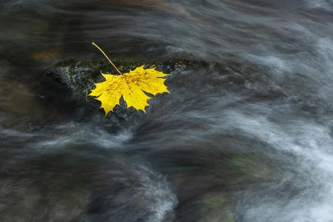 Maple leaf in the river Bode in the autumnal Harz rocks Bodetal Thale Stock Photos