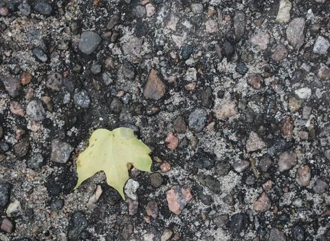 Maple leaf on the rocks Stock Photos