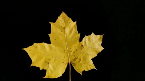 Maple Leaf Rotates On Black Background Video stock 93178364