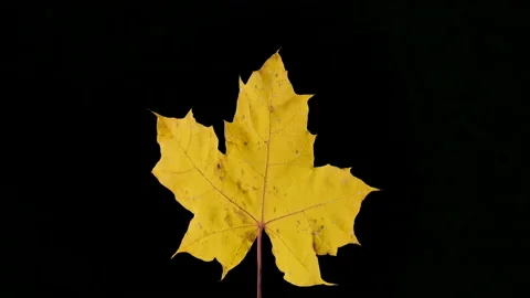 Maple Leaf Rotates On Black Background Stock Footage 93178409