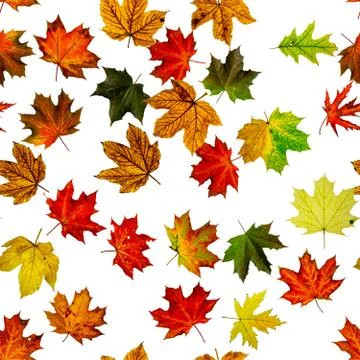 Maple leaf seamless pattern. Colorful maple foliage. Season leaves fall backg Stock Photos